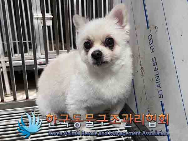 포메라니안 이미지 파일 입니다.